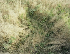 Katherine Wolkoff<br /> <i>Deerbeds 01</i>, 2007<br /> Archival Pigment Print<br /> 20x24" Edition of 7<br /> 40x50" Edition of 7