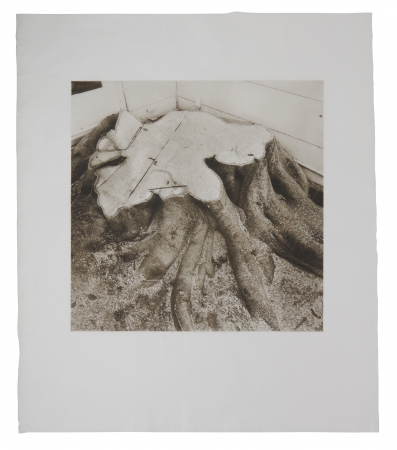 Stephen Hilger, Weeping Fig III, 2019/2021, photogravure, 24 x 21 inches, unique