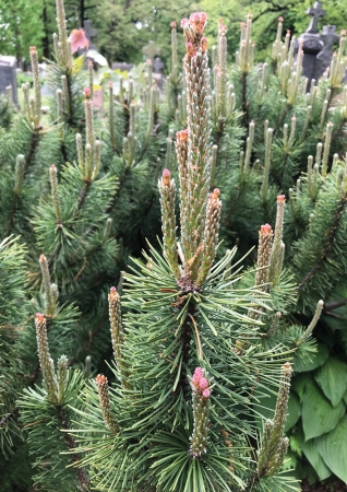 Jude Broughan, Mugo Pine, Pandemic Cemetery Walk, 2022