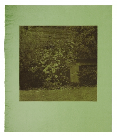 Stephen Hilger, Fig Tree, 1998/2003, photogravure, 24 x 21 inches, unique.
