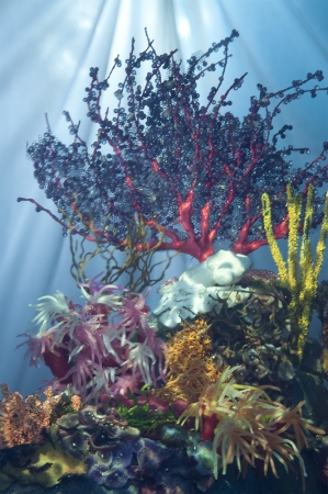 Matthew Albanese<br /> <em>Reef Study</em>, 2013<br /> Digital C print<br /> 30 x 20" &nbsp; &nbsp;Edition of 10<br /> 60 x 40" &nbsp; &nbsp;Edition of 5