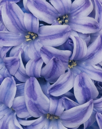 Ron van Dongen<br /> <em>Hyacinthus 'Blue Pearl' (CSL 101), 2005</em><br /> Pigment Ink Print<br /> 20x24" edition of 30<br /> 40x48", edition of 5