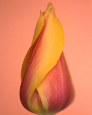Ron van Dongen<br /> <em>Tulipa 'Blushing Beauty' (CSL 036), 2005</em><br /> Pigment Ink Print<br /> 20x24" edition of 30<br /> 40x48", edition of 5