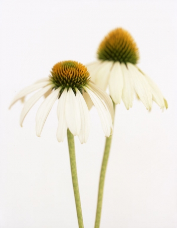 Ron van Dongen<br /> <em>Echinacea 'White Swan' (CSL 068), 2005</em><br /> Pigment Ink Print<br /> 20x24" edition of 30<br /> 40x48", edition of 5