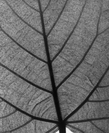 Andreas Feininger<br /> <em>Leaf (Birch), 1970</em><br /> vintage gelatin silver print<br /> 14 x 11"<br /> signed on verso