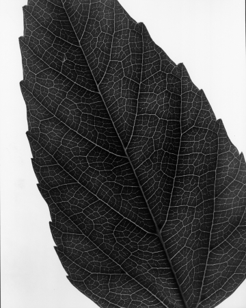 Andreas Feininger<br /> <em>Leaf (Cissas), 1970</em><br /> vintage gelatin silver print<br /> 14 x 11"<br /> signed and titled on verso