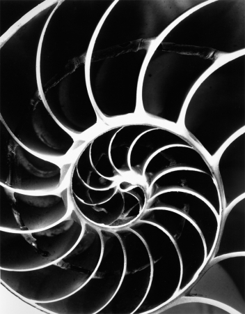 Andreas Feininger<br /> <em>Shell, Chambered Nautilus, 1970</em><br /> vintage gelatin silver print<br /> 14 x 11"<br /> signed on verso
