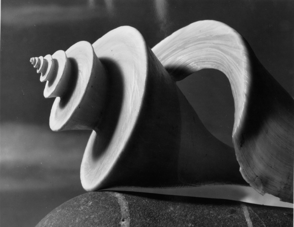 Andreas Feininger<br /> <em>Shell, Thatcheria, 1948</em><br /> vintage gelatin silver print<br /> 8 x 10"<br /> initialed on verso