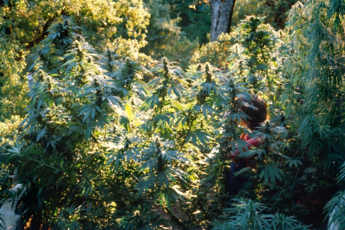 <strong>Mel Frank</strong><br /> <i>Tanya in Durban Poison Field, Sonoma  County, CA</i>, 1979<br /> Edition of 7<br /> Archival pigment print<br /> 20 x 30 inches