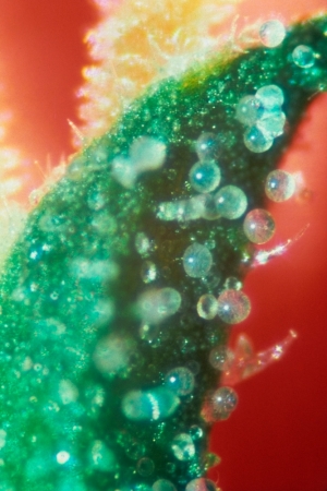<strong>Mel Frank</strong><br /> <i>Tip of Sinsemilla Flower, Photomicrograph X40</i>, 1977<br /> Edition of 10<br /> Archival pigment print<br /> 20 x 13 inches