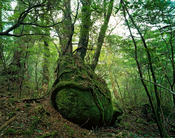 <strong>Jacqueline Hassink</strong><br /> <em>Onoaida 8, 30°17’59”N 130°31’49”E, Onoaida<br /> Trail, Yakushima, Japan, Fall, 2 October, </em>2016<br /> Chromogenic prints<br /> 41 x 51", 50 x 63", and&nbsp;63 x 79"&nbsp; &nbsp;<br /> Shared edition of 10<br />