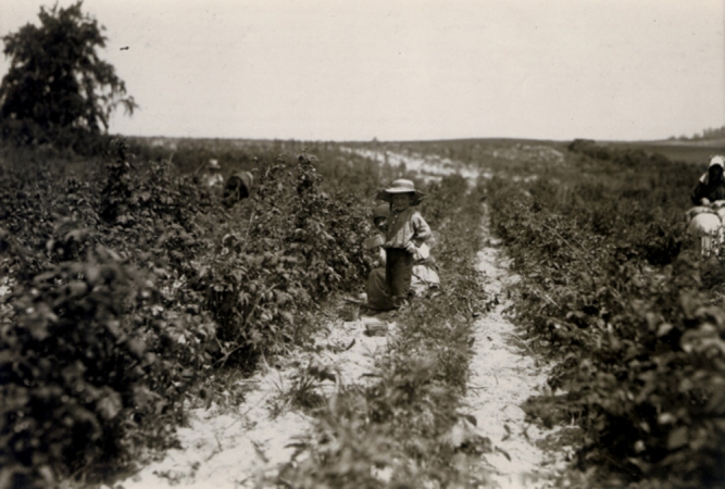 Lewis Hine<br /> <i>Berrypickers</i>, C.1909<br /> Silver gelatin print<br /> 4 5/8 x 6 9/16 inches (Unique)