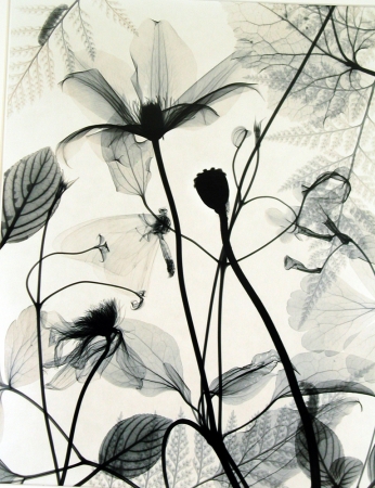 Judith McMillan<br /> <em>Clematis and Lepidoptra, 1998</em><br /> Toned gelatin silver print<br /> Signed, titled and dated on verso<br /> 10 x 8" &nbsp; &nbsp;Edition of 25<br /> 20 x 16" &nbsp; &nbsp;Edition of 15