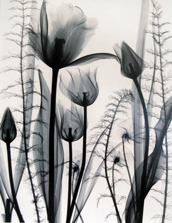 Judith McMillan<br /> <em>Tulip Garden, 2001</em><br /> Toned gelatin silver print<br /> Signed, titled and dated on verso<br /> 10 x 8" &nbsp; &nbsp;Edition of 25<br /> 20 x 16" &nbsp; &nbsp;Edition of 15