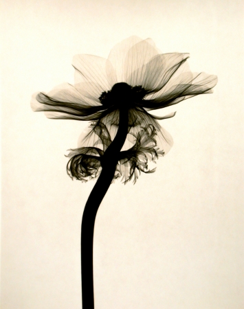 Judith McMillan<br /> <em>Anemone Coronaria 1 (Anemone), 2002</em><br /> Toned gelatin silver print<br /> Signed, titled and dated on verso<br /> 10 x 8" &nbsp; &nbsp;Edition of 25<br /> 20 x 16" &nbsp; &nbsp;Edition of 15