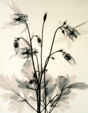 Judith McMillan<br /> <em>Aquilegia (Columbine), 2002</em><br /> Toned gelatin silver print<br /> Signed, titled and dated on verso<br /> 10 x 8" &nbsp; &nbsp;Edition of 25<br /> 20 x 16" &nbsp; &nbsp;Edition of 15