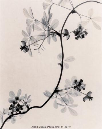 Judith McMillan<br /> <em>Optic Exploration: Akebia Quinata (Akebia Vine), 2001</em><br /> Toned gelatin silver print<br /> Signed, titled and dated on verso<br /> 10 x 8" &nbsp; &nbsp; Edition of 25<br /> 20 x 16" &nbsp; &nbsp; Edition of 15<br />