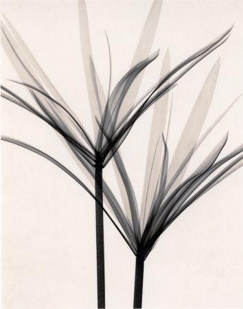 Judith McMillan<br /> <em>Optic Exploration: Cyperus Alternifolius (Papyrus), 2000</em><br /> Toned gelatin silver print<br /> Signed, titled and dated on verso<br /> 10 x 8" &nbsp; &nbsp;Edition of 25<br /> 20 x 16" &nbsp; &nbsp;Edition of 15