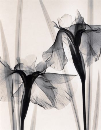 Judith McMillan<br /> <em>Optic Exploration: Iris Kaempferi (Japanese Iris), 2001</em><br /> Toned gelatin silver print<br /> Signed, titled and dated on verso<br /> 10 x 8" &nbsp; &nbsp;Edition of 25<br /> 20 x 16" &nbsp; &nbsp;Edition of 15