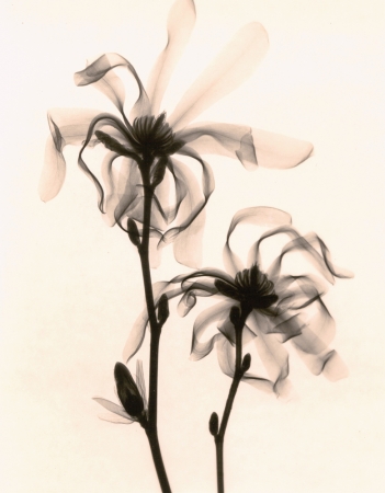 Judith McMillan<br /> <em>Magnolia Stellata (Star Magnolia), 2000</em><br /> Toned gelatin silver print<br /> Signed, titled and dated on verso<br /> 10 x 8" &nbsp; &nbsp;Edition of 25<br /> 20 x 16" &nbsp; &nbsp;Edition of 15