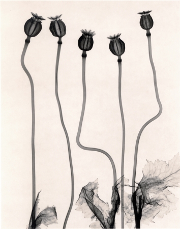 Judith McMillan<br /> <em>Papaver Somniferum Opium, 1998</em><br /> Toned gelatin silver print<br /> Signed, titled and dated on verso<br /> 10 x 8" &nbsp; &nbsp;Edition of 25<br /> 20 x 16" &nbsp; &nbsp;Edition of 15