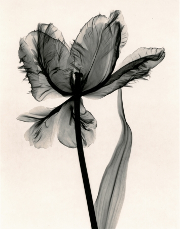 Judith McMillan<br /> <em>Tulipa (Parrot Tulip), 1998</em><br /> Toned gelatin silver print<br /> Signed, titled and dated on verso<br /> 10 x 8" &nbsp; &nbsp;Edition of 25<br /> 20 x 16" &nbsp; &nbsp;Edition of 15