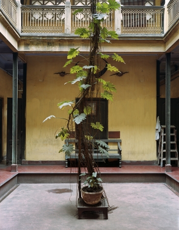 Laura McPhee<br /> <span style="font-size:12px;"><em><span style="font-family: arial, sans-serif;">Split Leaf Philodendron, Dawn House, North Kolkata, 2005</span></em></span><br /> Archival Pigment Ink Prints<br /> 50 x 40" Edition of 5 <br />Additional sizes available, please contact gallery for more information