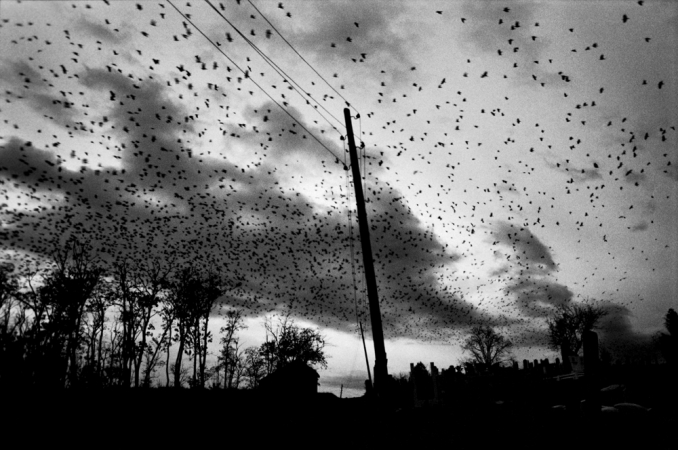 Paolo Pellegrin<br /> <em>Crows over the cemetery, Town of Pristina, KOSOVO, 2000</em><br /> Pigment ink print<br />20 x 24” &nbsp; &nbsp;Edition of 10 plus 2 APs<br /> 30 x 40” &nbsp; &nbsp;Edition of 5 plus 2 APs<br /> 48 x 70” &nbsp; &nbsp;Edition of 3 plus 2 APs