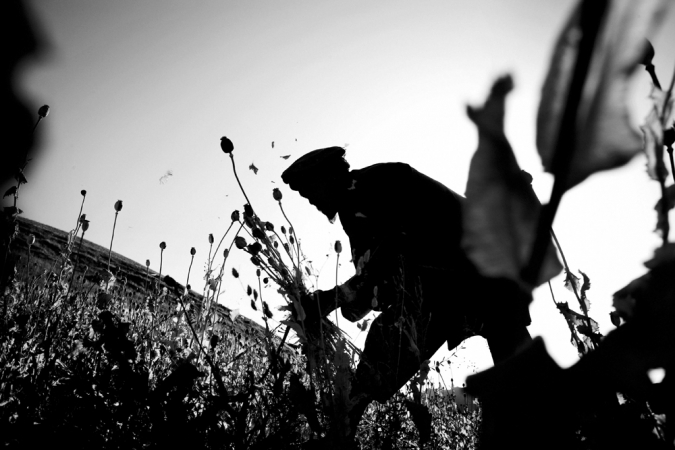 Paolo Pellegrin<br /> <em>A farmer collects poppies in Badakshan province, Afghanistan. June 2006</em><br /> Pigment ink print<br />20 x 24” &nbsp; &nbsp;Edition of 10 plus 2 APs<br /> 30 x 40” &nbsp; &nbsp;Edition of 5 plus 2 APs<br /> 48 x 70” &nbsp; &nbsp;Edition of 3 plus 2 APs