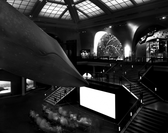 Matthew Pillsbury<br /> <em>Watching a Movie under the Whale, Museum of Natural History, NYC, </em>2004<br /> Archival pigment ink prints<br /> 13 x 19"&nbsp;&nbsp;&nbsp; Edition of 20<br /> 30 x 40"&nbsp;&nbsp;&nbsp; Edition of 10<br /> 50 x 60"&nbsp;&nbsp;&nbsp; Edition of 3