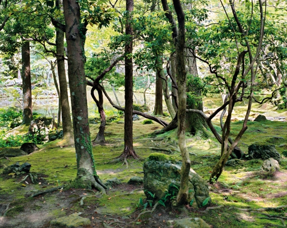 Jacqueline Hassink<br /> <em>Saihō-ji 10, summer,&nbsp;Southwest Kyoto,&nbsp;30 May 2009 (13:00–15:00)</em><br /> Chromogenic prints<br />41 x 51" and 50 x 63" &nbsp; Shared edition of 7<br />
