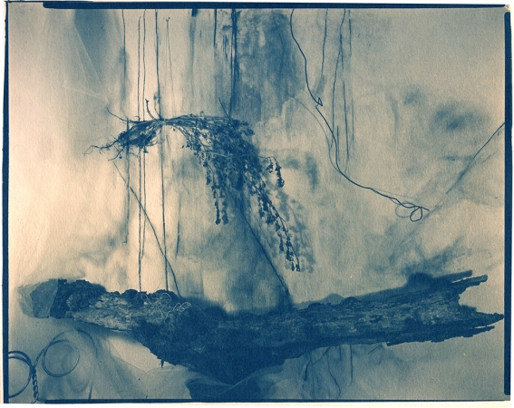 Lauren Semivan<br /> <em>Clover, </em>2013<br /> 10 x 8"<br /> Cyanotype<br /> Signed, titled, dated and numbered on verso<br /> Edition of 10