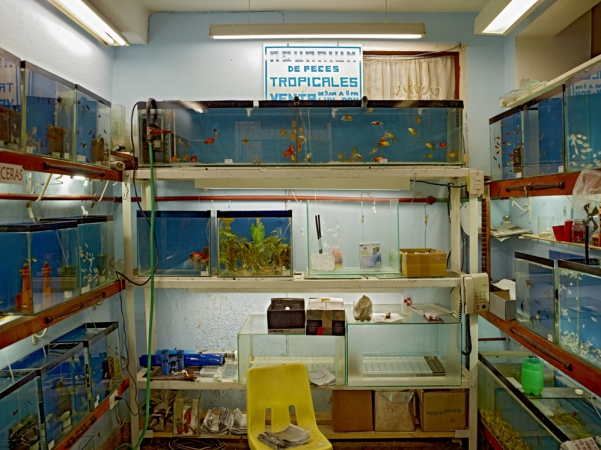 Jeffrey Milstein<br /> <em>Tropical Fish Store, Havana, Cuba, </em>2004<br /> Archival pigment prints<br /> 16 x 24" &nbsp; &nbsp;Edition of 15<br /> 22 x 33" &nbsp; &nbsp;Edition of 5