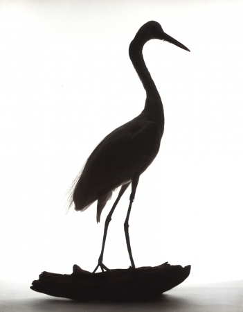 Katherine Wolkoff<br /> <i>Great Egret</i>, (001), 2005<br /> Archival Pigment Print<br /> 11x14" Edition of 7