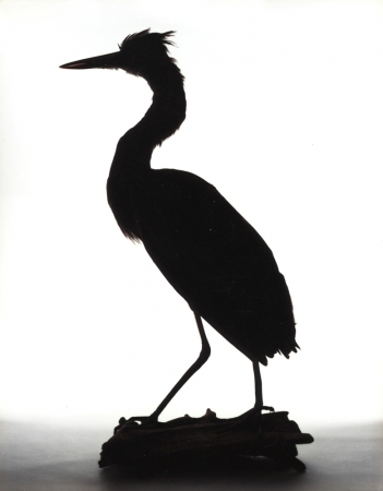 Katherine Wolkoff<br /> <i>Great Blue Heron</i>, 2005<br /> Archival Pigment Print<br /> 11x14" Edition of 7