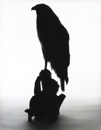Katherine Wolkoff<br /> <i>Red Shouldered Hawk</i>, (020), 2005<br /> Archival Pigment Print<br /> 11x14" Edition of 7