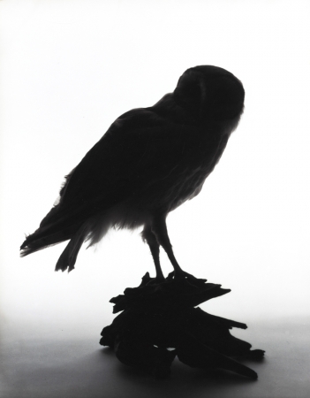 Katherine Wolkoff<br /> <i>Common Barn Owl</i>, (026), 2005<br /> Archival Pigment Print<br /> 11x14" Edition of 7