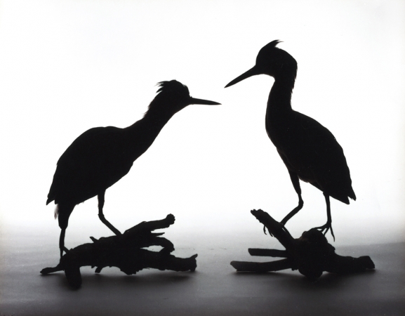 Katherine Wolkoff<br /> <i>Greenbacked Herons</i>, (037), 2005<br /> Archival Pigment Print<br /> 11x14" Edition of 7