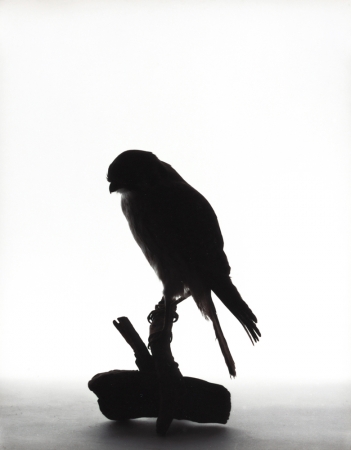 Katherine Wolkoff<br /> <i>American Kestral</i>, (060), 2005<br /> Archival Pigment Print<br /> 11x14" Edition of 7