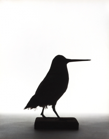 Katherine Wolkoff<br /> <i>American Woodcock</i>, (062), 2005<br /> Archival Pigment Print<br /> 11x14" Edition of 7