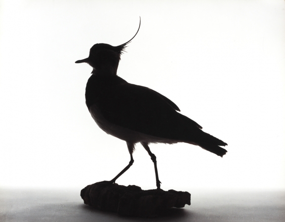 Katherine Wolkoff<br /> <i>Northern Lapwing</i>, (063), 2005<br /> Archival Pigment Print<br /> 11x14" Edition of 7
