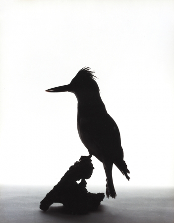 Katherine Wolkoff<br /> <i>Belted Kingfisher</i>, (064), 2005<br /> Archival Pigment Print<br /> 11x14" Edition of 7