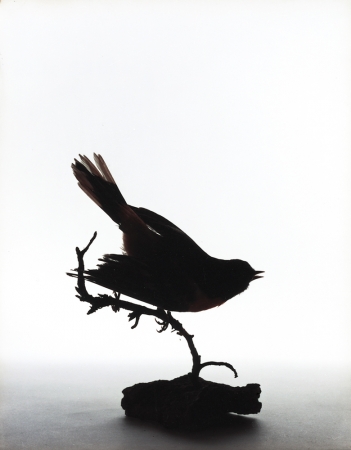 Katherine Wolkoff<br /> <i>Northern Oriole</i>, (087), 2005<br /> Archival Pigment Print<br /> 11x14" Edition of 7