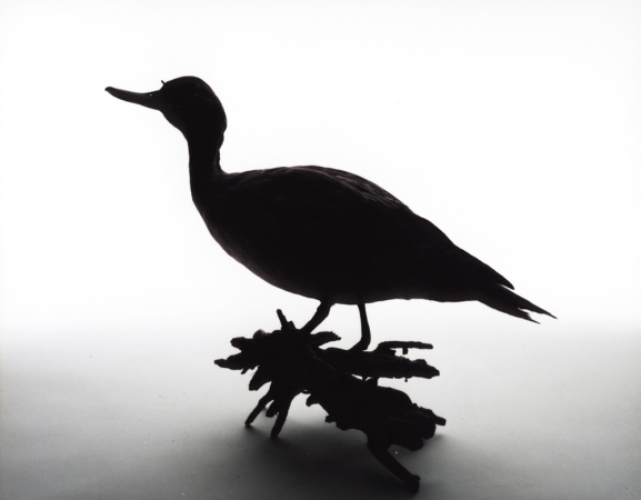 Katherine Wolkoff<br /> <i>Northern Pintail</i>, (205), 2005<br /> Archival Pigment Print<br /> 11x14" Edition of 7