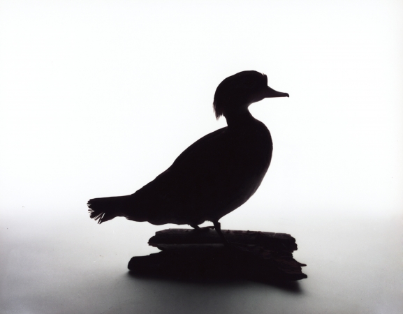 Katherine Wolkoff<br /> <i>Woodduck</i>, (207), 2005<br /> Archival Pigment Print<br /> 11x14" Edition of 7