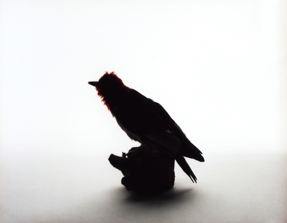 Katherine Wolkoff<br /> <i>Red Headed Woodpecker</i>, (215), 2005<br /> Archival Pigment Print<br /> 11x14" Edition of 7