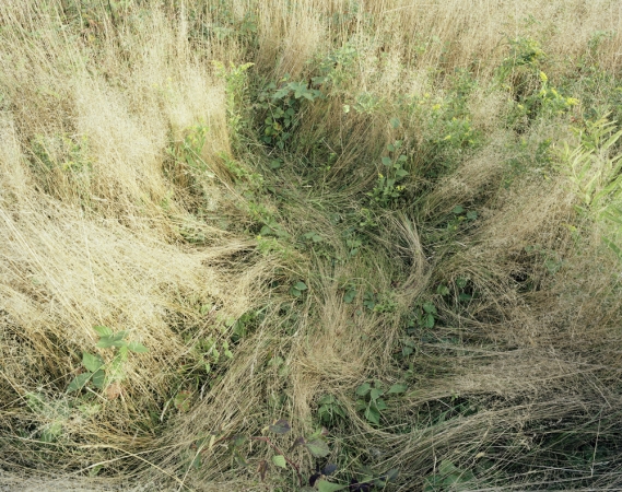 Katherine Wolkoff<br /> <i>Deerbeds 01</i>, 2007<br /> Archival Pigment Print<br /> 20x24" Edition of 7<br /> 40x50" Edition of 7