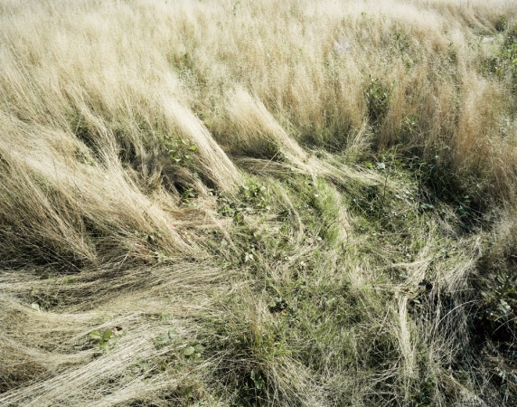 Katherine Wolkoff<br /> <i>Deerbeds 02</i>, 2007<br /> Archival Pigment Print<br /> 20x24" Edition of 7<br /> 40x50" Edition of 7
