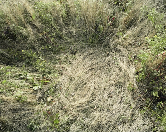 Katherine Wolkoff<br /> <i>Deerbeds 04</i>, 2007<br /> Archival Pigment Print<br /> 20x24" Edition of 7<br /> 40x50" Edition of 7
