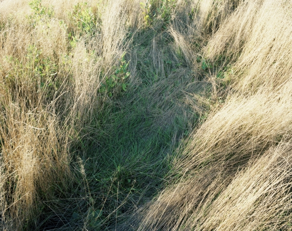 Katherine Wolkoff<br /> <i>Deerbeds 06</i>, 2007<br /> Archival Pigment Print<br /> 20x24" Edition of 7<br /> 40x50" Edition of 7